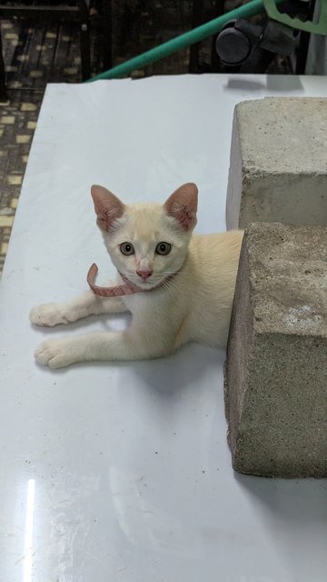 Shiro, Yin, Yang - Domestic Short Hair Cat
