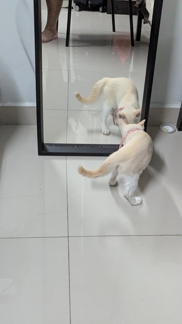 Shiro is confuse with the cats appear in the mirror