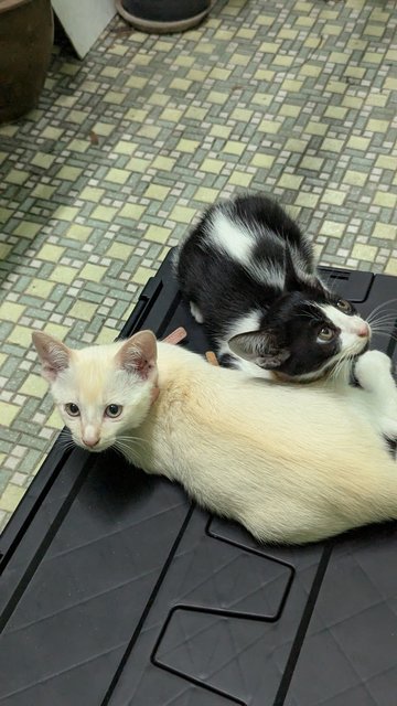 Shiro, Yin, Yang - Domestic Short Hair Cat