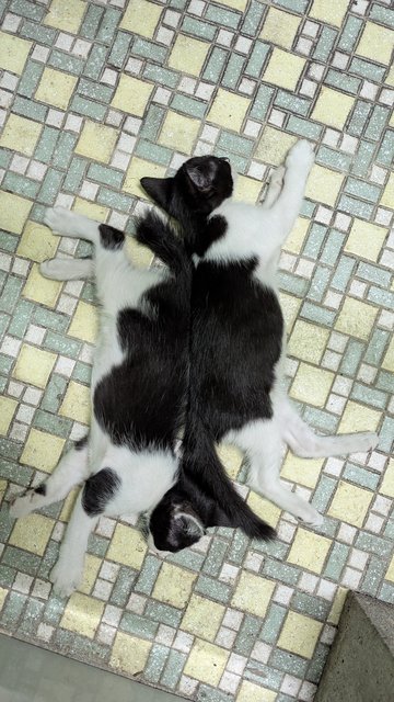 Yin and Yang