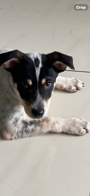 Little Sam - Mixed Breed Dog