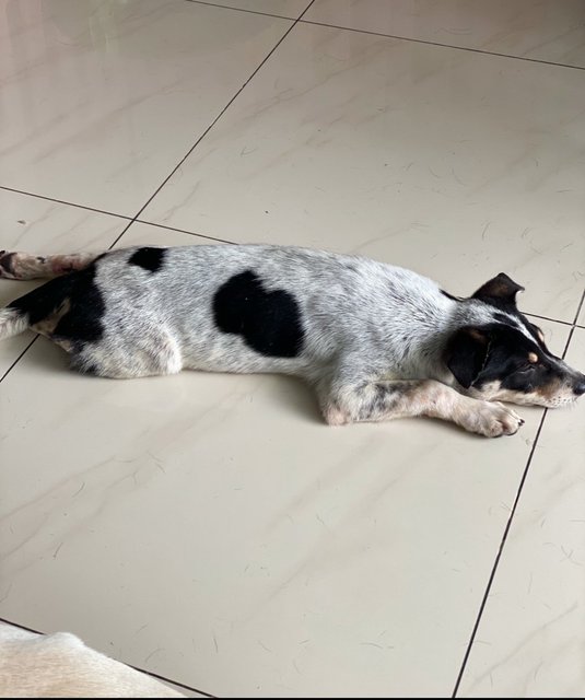 Little Sam - Mixed Breed Dog