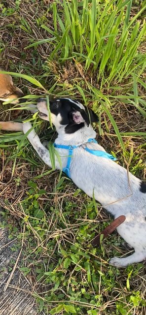 Little Sam - Mixed Breed Dog