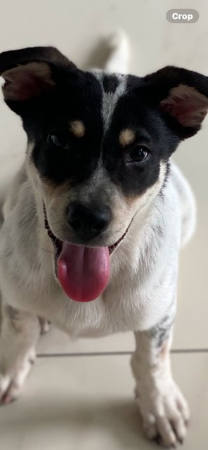 Little Sam - Mixed Breed Dog