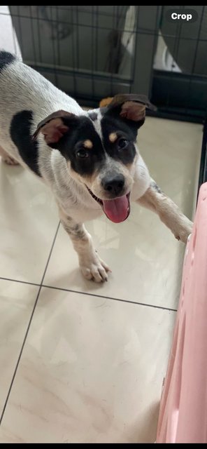 Little Sam - Mixed Breed Dog
