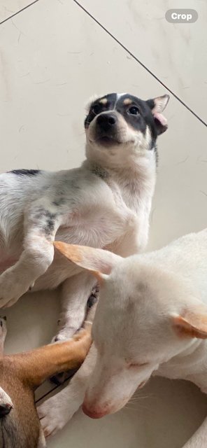Little Sam - Mixed Breed Dog
