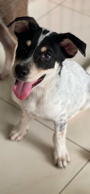 Little Sam - Mixed Breed Dog