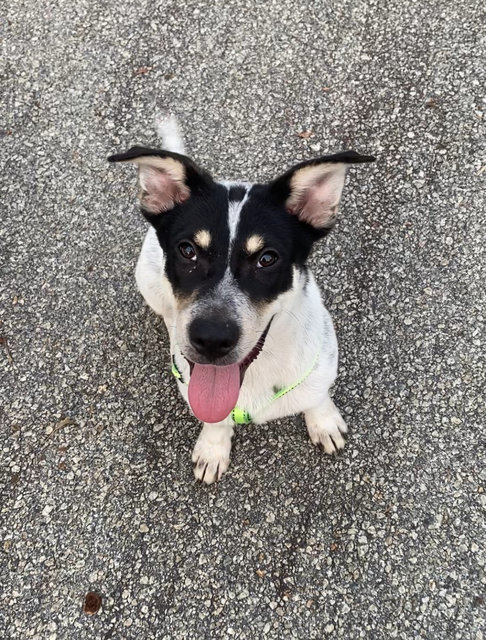 Little Sam - Mixed Breed Dog