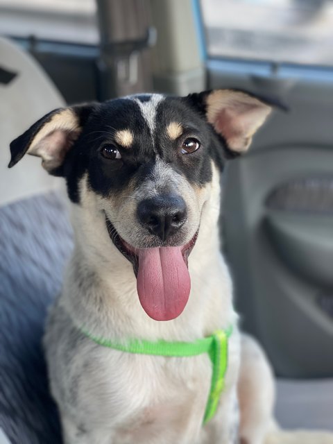 Little Sam - Mixed Breed Dog