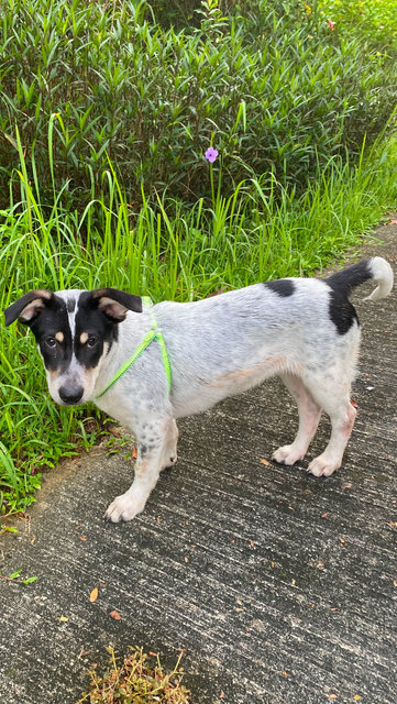 Little Sam - Mixed Breed Dog