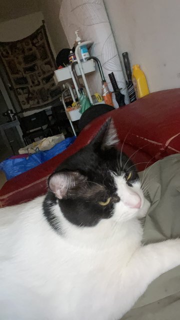 Tofu - Domestic Short Hair Cat