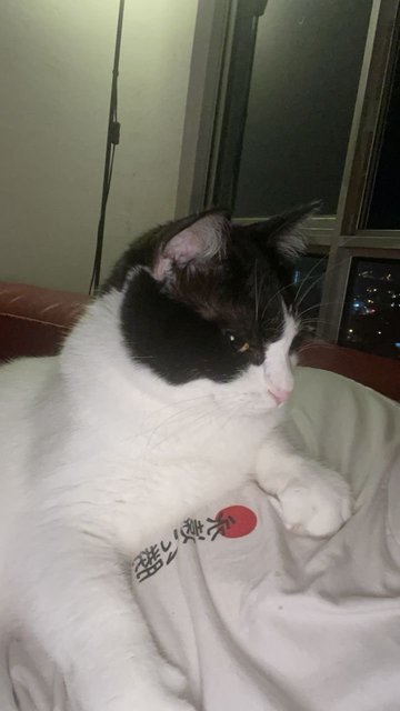 Tofu - Domestic Short Hair Cat