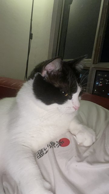 Tofu - Domestic Short Hair Cat