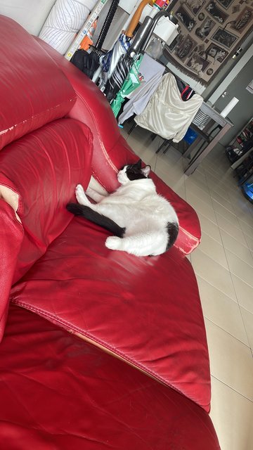 Tofu - Domestic Short Hair Cat