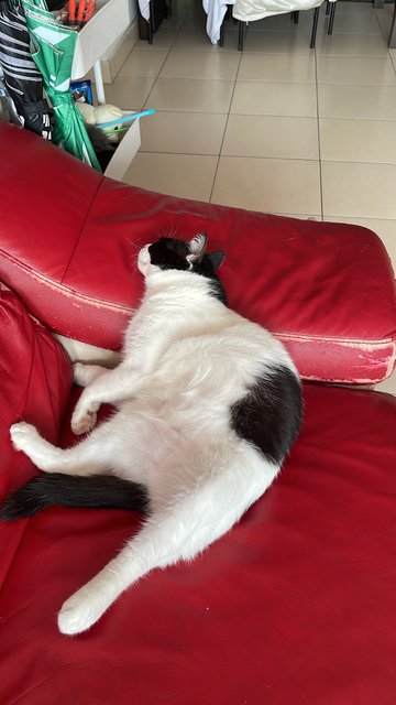 Tofu - Domestic Short Hair Cat