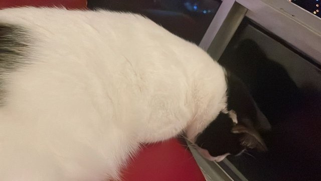 Tofu - Domestic Short Hair Cat