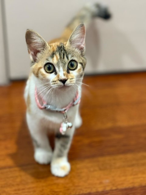 Bonnie: Smart &amp; Adorable Baby Girl - Domestic Short Hair Cat
