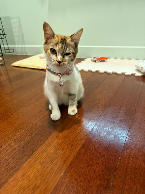 Bonnie: Smart &amp; Adorable Baby Girl - Domestic Short Hair Cat