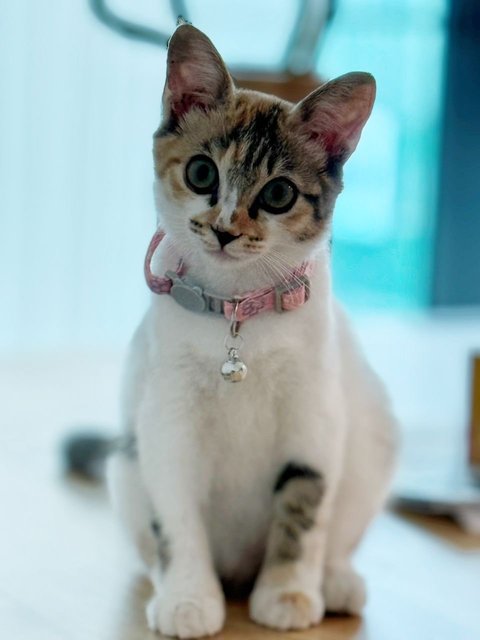 Bonnie: Smart &amp; Adorable Baby Girl - Domestic Short Hair Cat