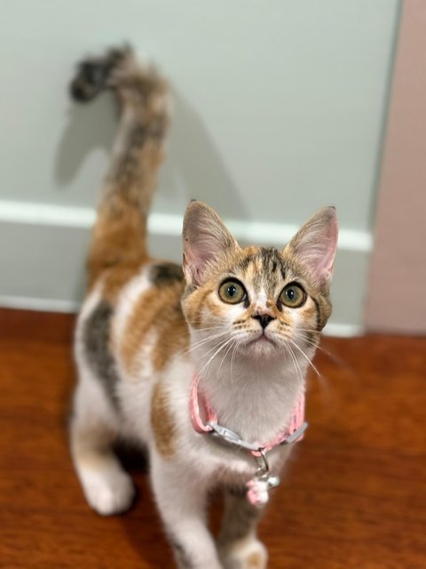 Bonnie: Smart &amp; Adorable Baby Girl - Domestic Short Hair Cat