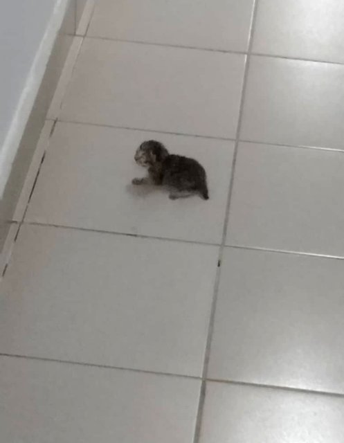 New Born - Tiger Cat