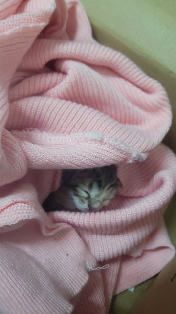 New Born - Tiger Cat