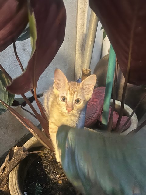 Ginger - Domestic Short Hair Cat