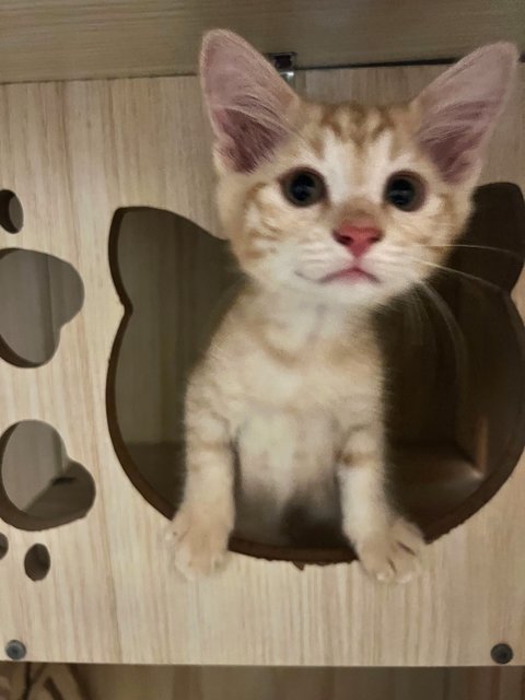 Ginger - Domestic Short Hair Cat