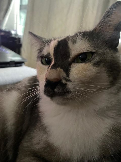 Kitty - Domestic Long Hair Cat