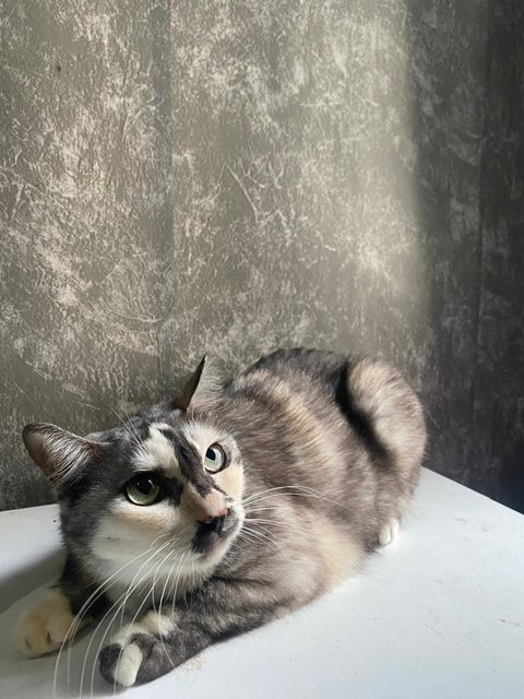 Kitty - Domestic Long Hair Cat