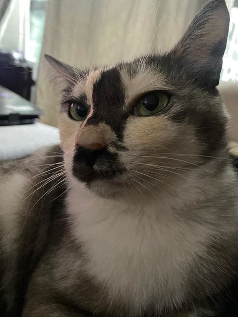 Kitty - Domestic Long Hair Cat