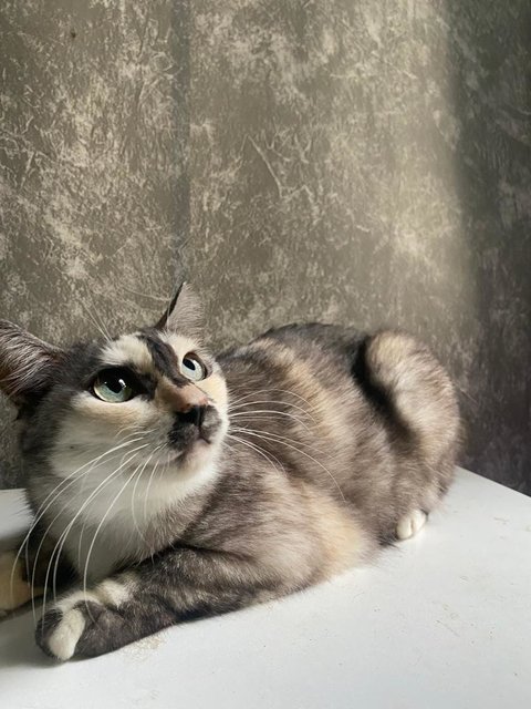 Kitty - Domestic Long Hair Cat