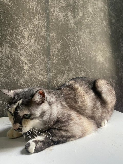 Kitty - Domestic Long Hair Cat