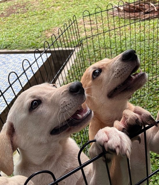Sugar &amp; Donut - Mixed Breed Dog