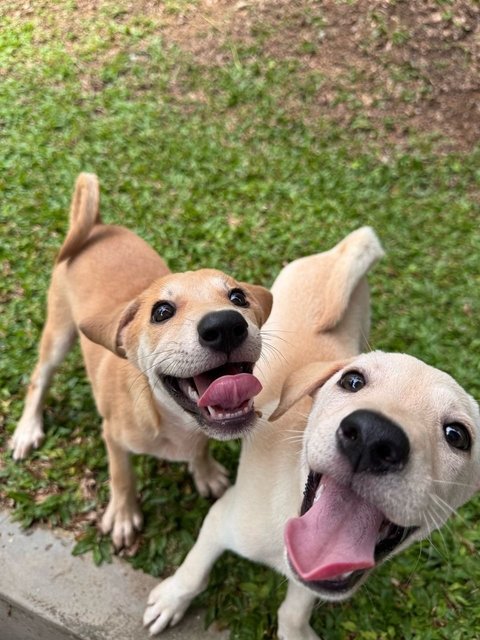 Sugar &amp; Donut - Mixed Breed Dog