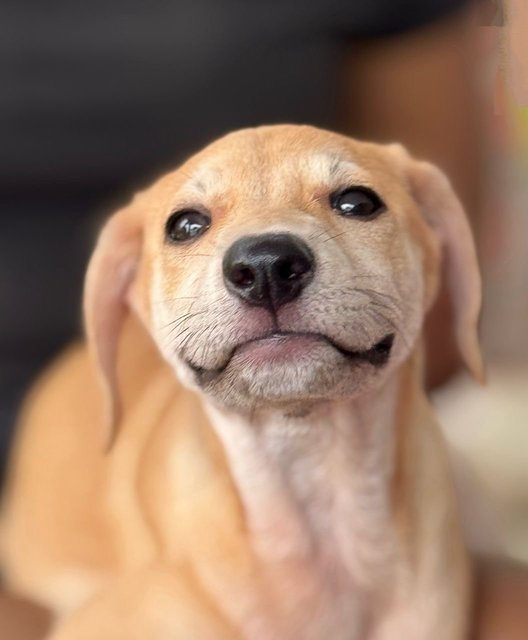 Sugar &amp; Donut - Mixed Breed Dog