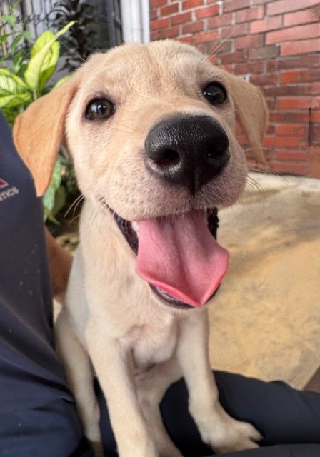 Sugar &amp; Donut - Mixed Breed Dog