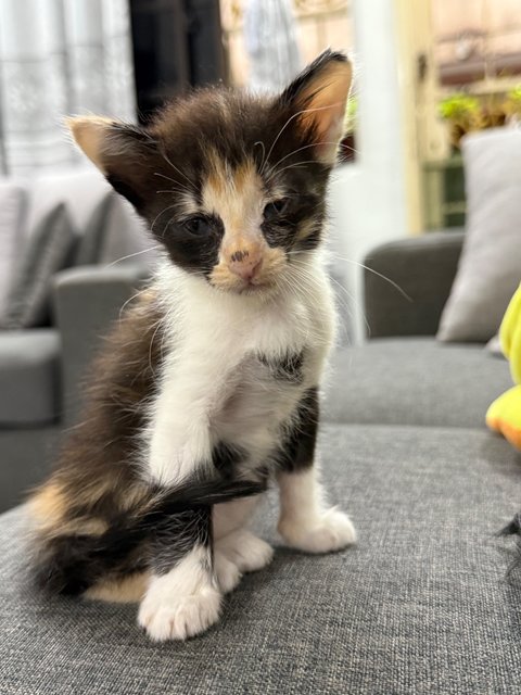 PF141060 - Domestic Medium Hair Cat