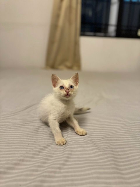 Bubbles - Turkish Van Cat