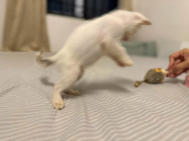 Bubbles - Turkish Van Cat