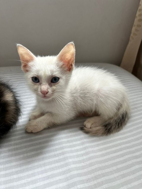 Within a week of rescue, her face is so much better now