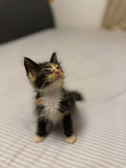 First few days of rescue, she had some conjunctivitis