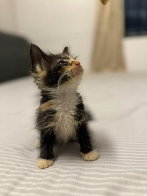 Long haired calico