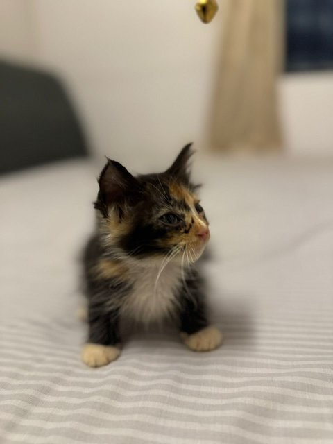 Bailey - Calico Cat