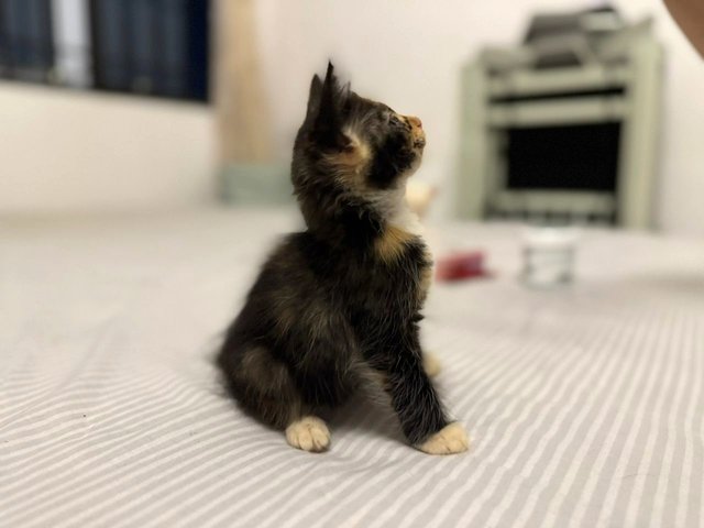 Bailey - Calico Cat