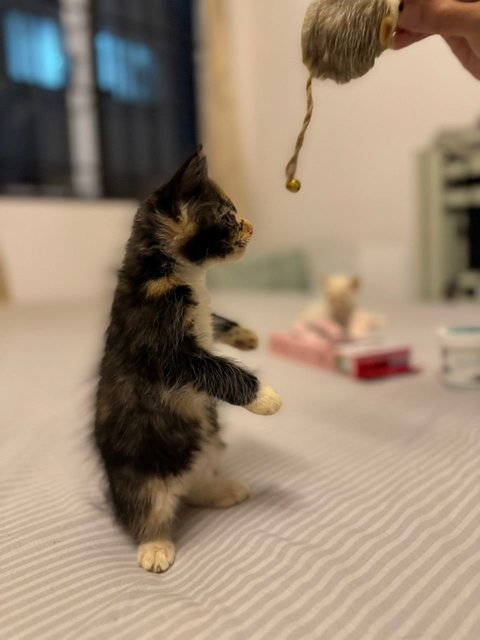Bailey - Calico Cat