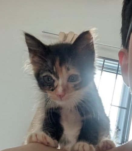 Bailey - Calico Cat