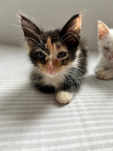 Within one week, conjunctivitis gone and her fur is much healthier and softer now