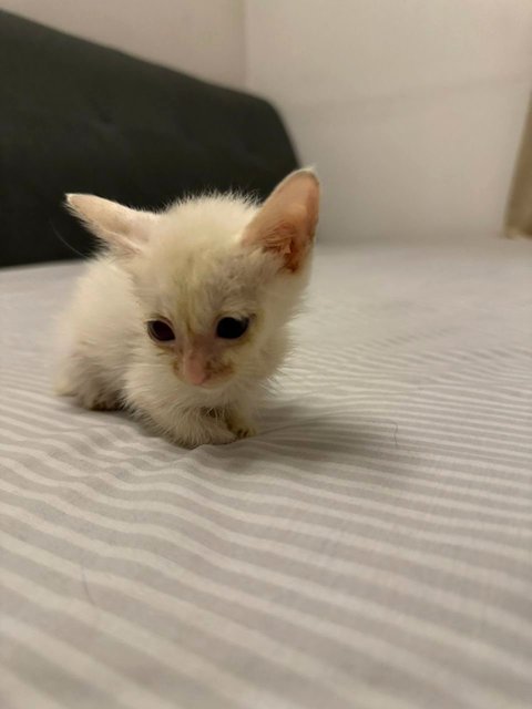 Brandy was not in good shape when first rescued