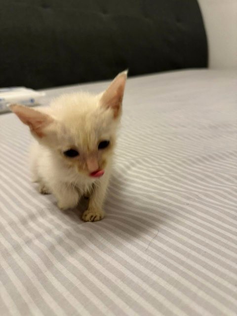 First few days of rescue, still had some boogers on her face